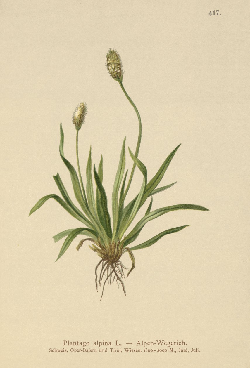 Alp Muz (Plantago alpina) by German School
