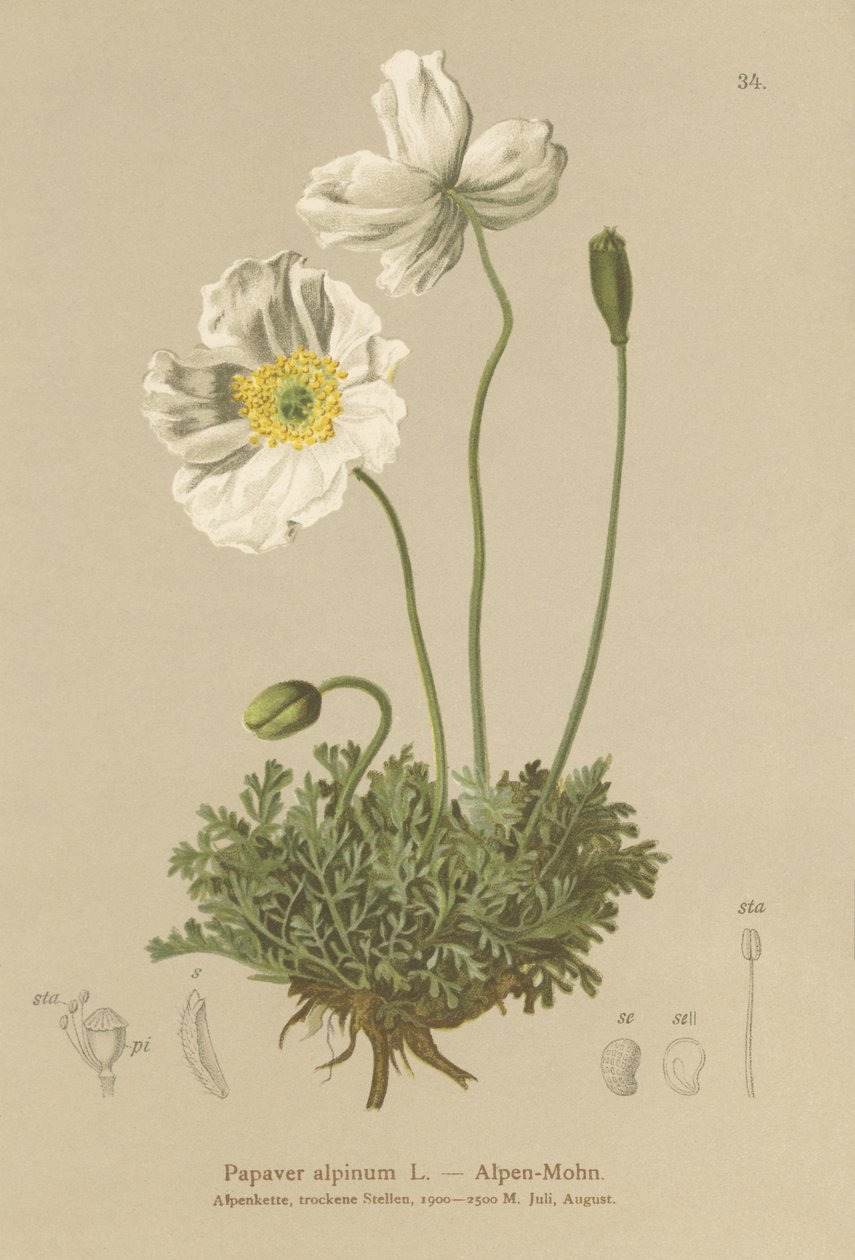 Alp Poppy (Papaver alpinum, subsp. alpinum) by German School