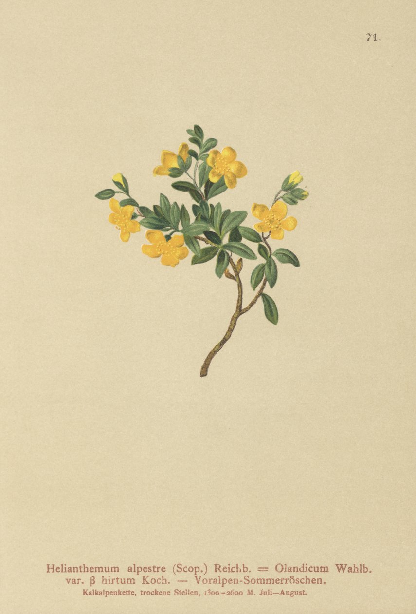 Alp Kaya Gülü (Helianthemum alpestre, Helianthemum Olandicum var. hirtum, Helianthemum montanum) by German School