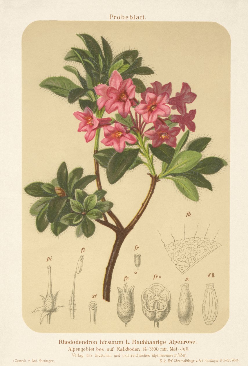 Alp Gülü (Rhododendron hirsutum) by German School