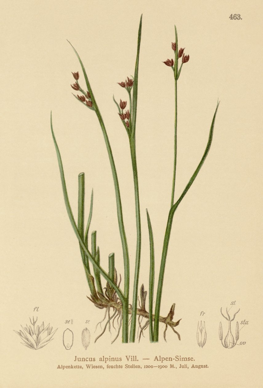 Alp Rush (Juncus alpinus, Juncus alpinoarticulatus) by German School
