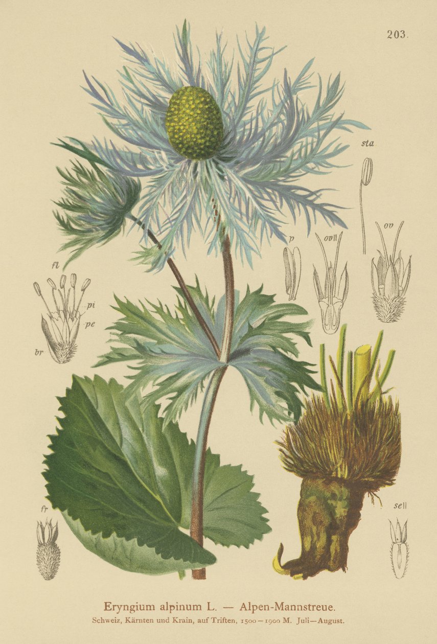 Alp Deniz Kutsal (Eryngium alpinum) by German School