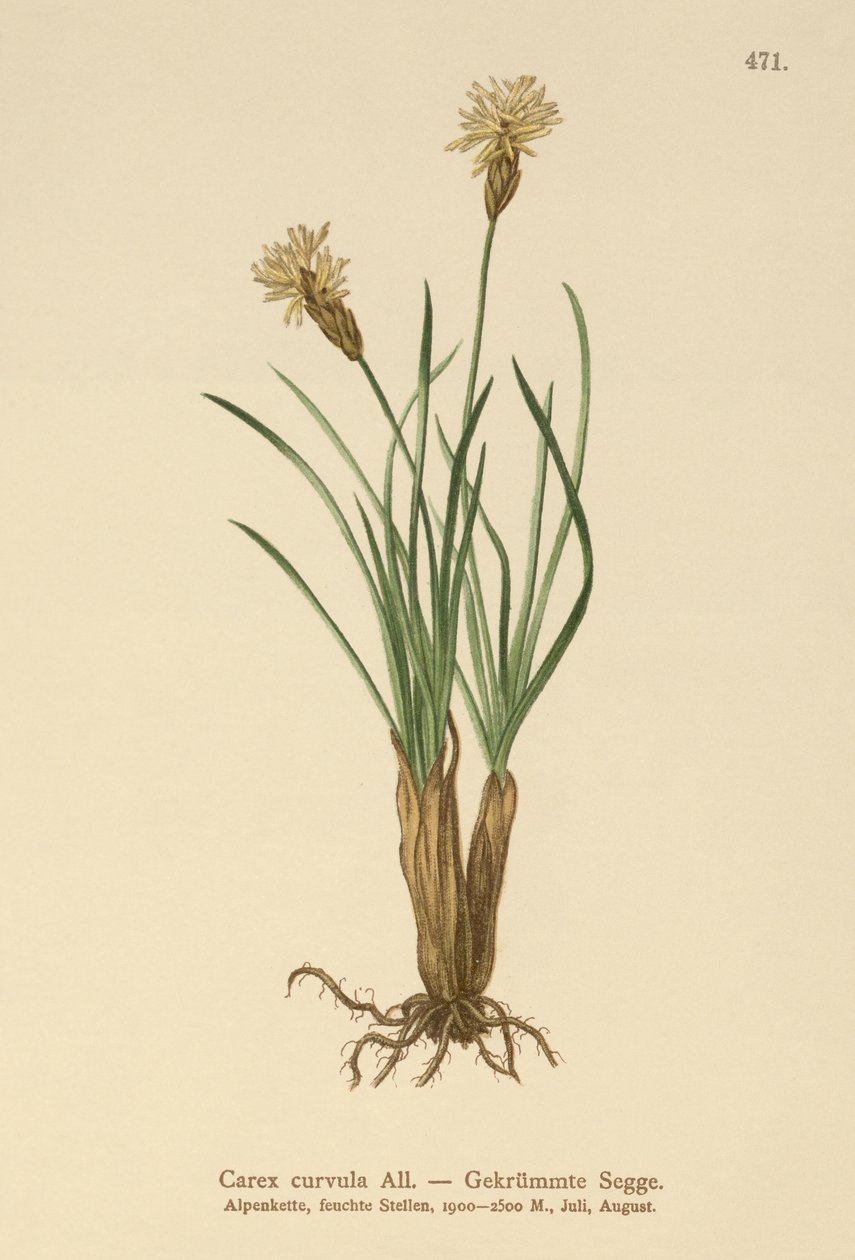 Alp Sazı (Carex curvula) by German School