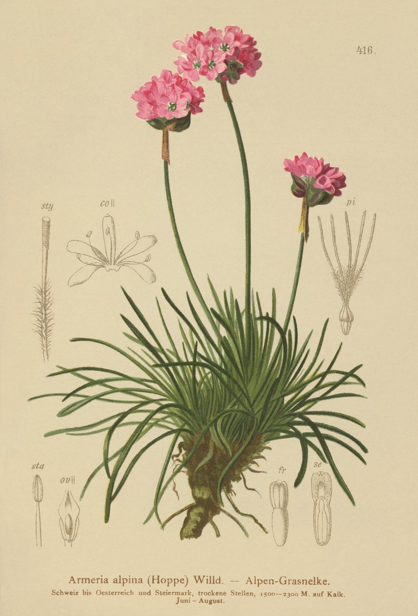 Alp Thrift (Armeria alpina) by German School