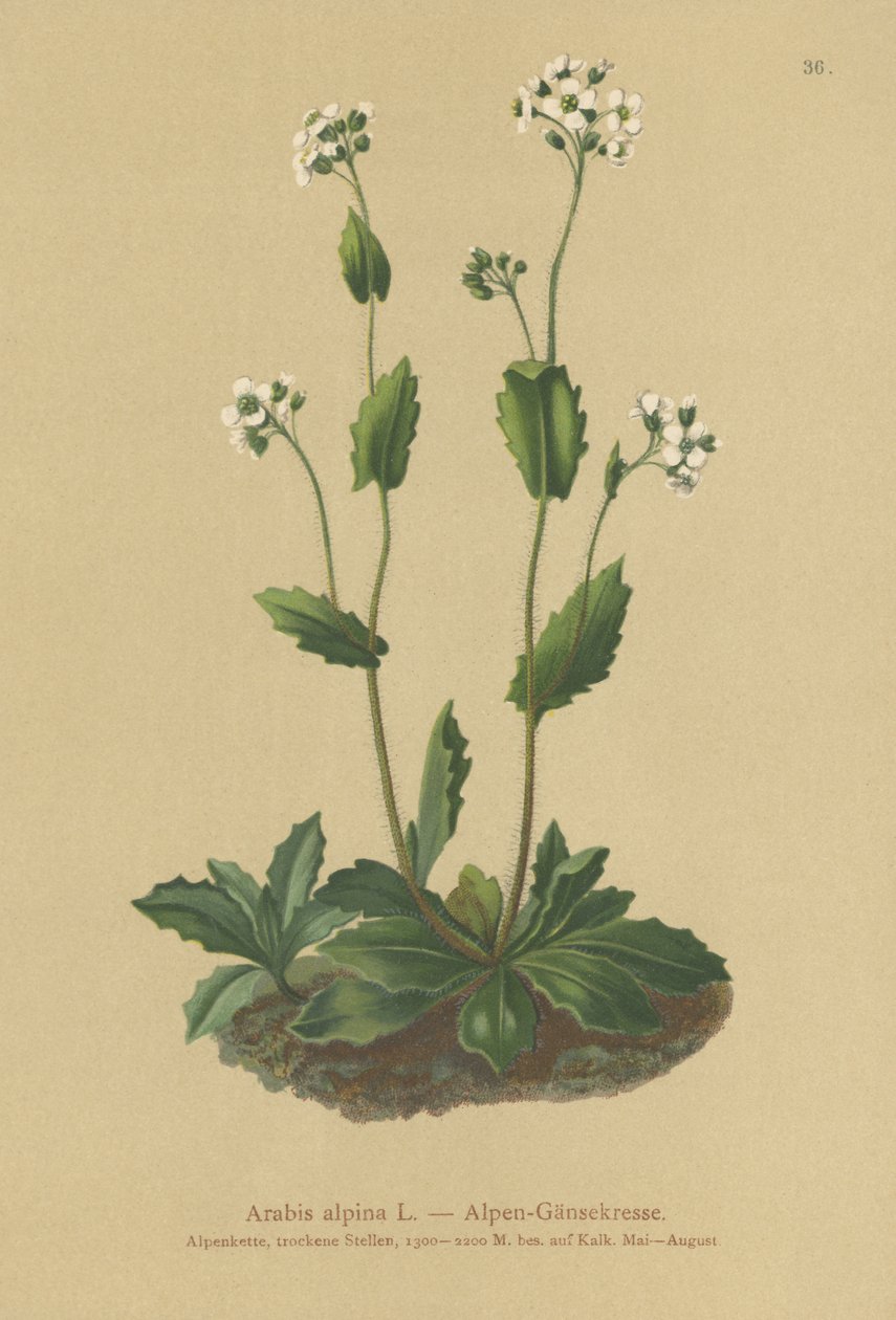 Alp teresi (Arabis alpina) by German School