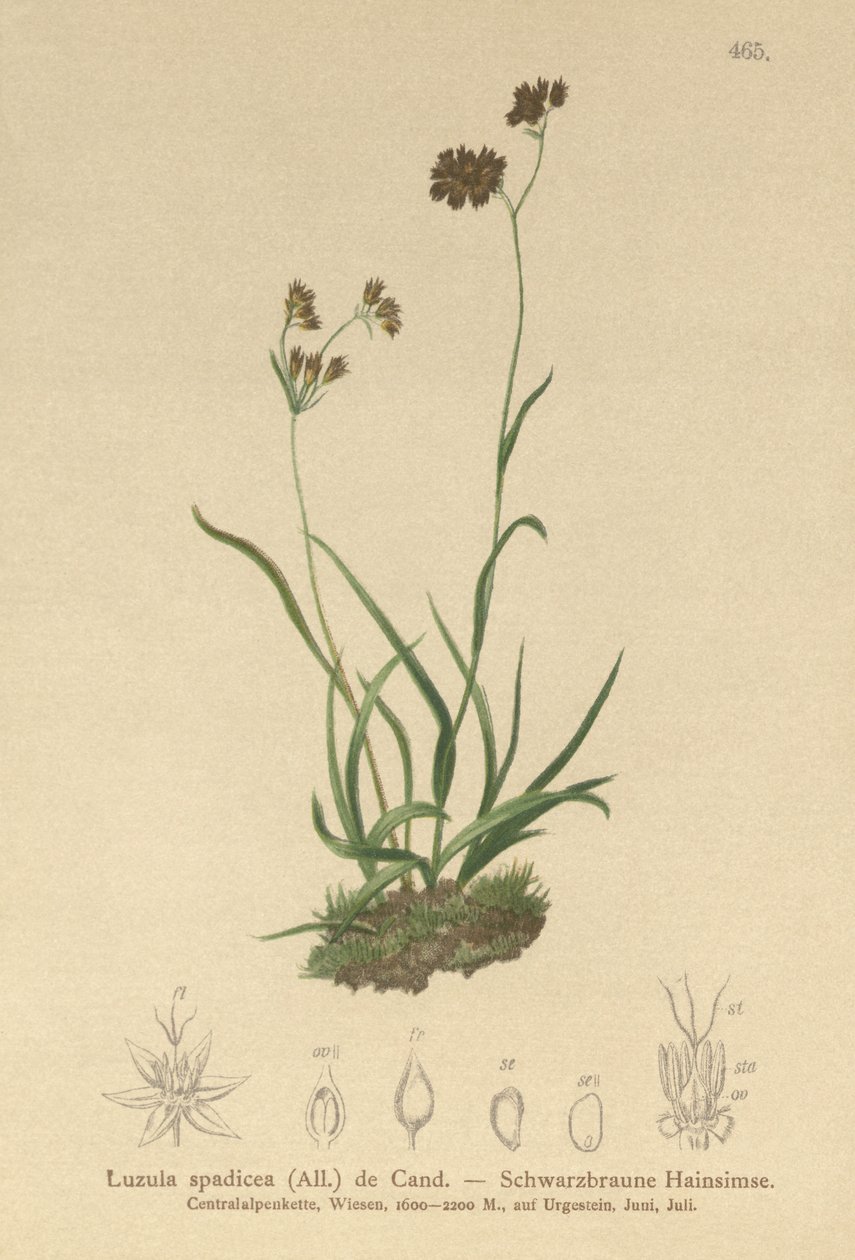 Alp Wood-rush (Luzula alpinopilosa, Luzula spadicea) by German School