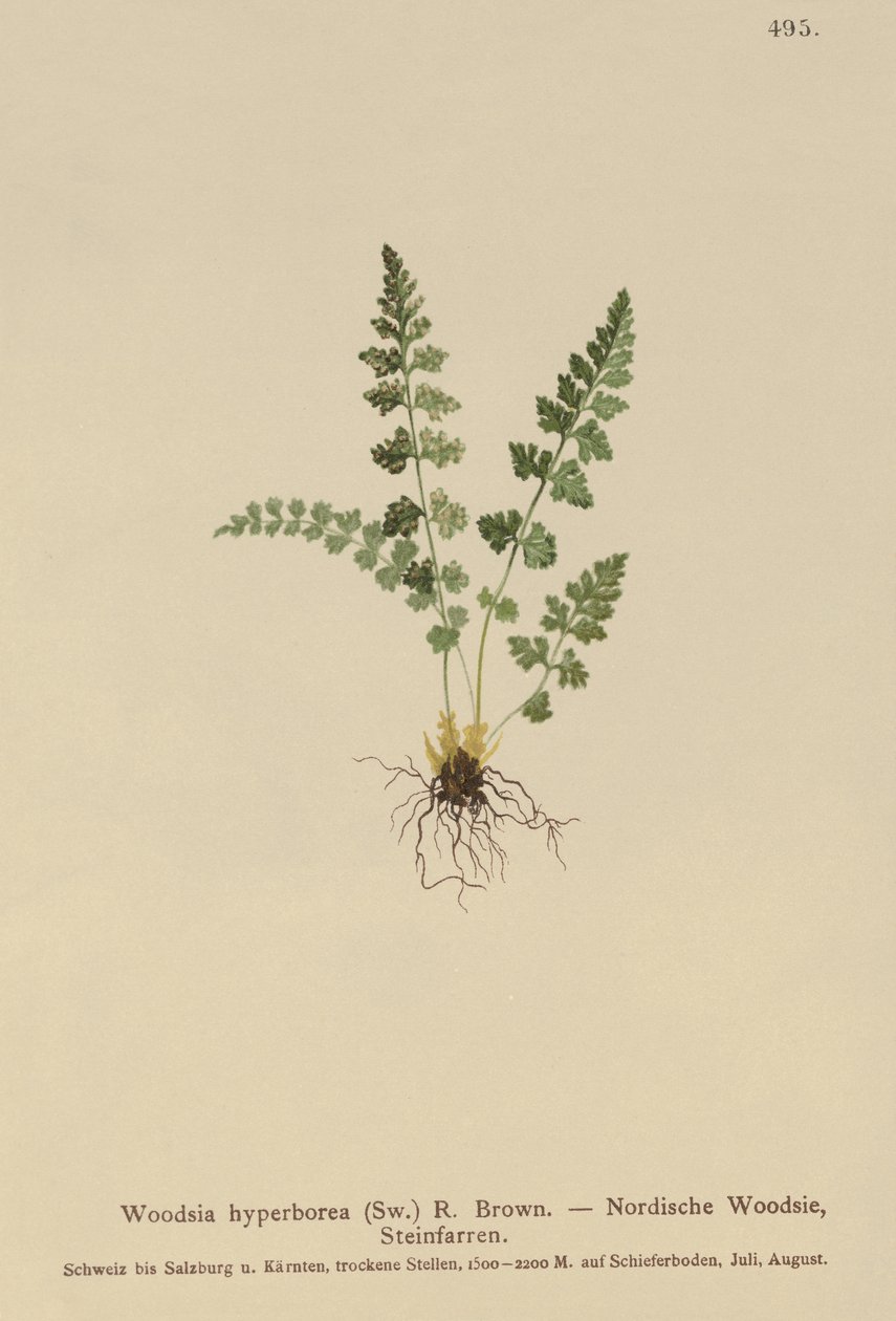 Alp Woodsia (Woodsia alpina, Woodsia hyperborea, Woodsia intermedia, Woodsia pubescens, Acrostichum alpinum, Acrostichum hyperboreum, Ceterach alpina, Polypodium arvonicum) by German School