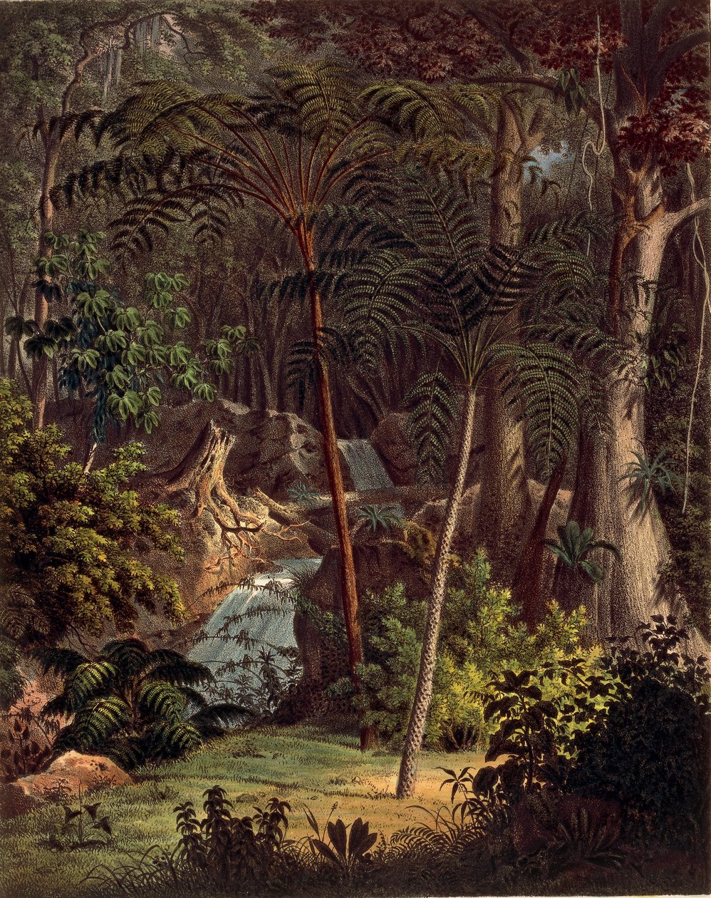 Amazon Yağmur Ormanı, Johann Baptist Von Spix ve Carl Friedrich Von Martius