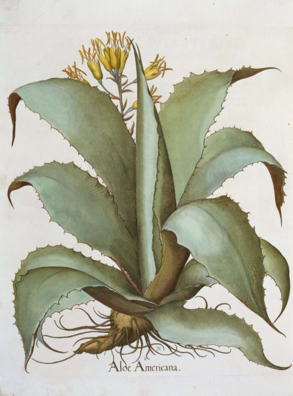 American Aloe: Aloe Americana, Basil Besler
