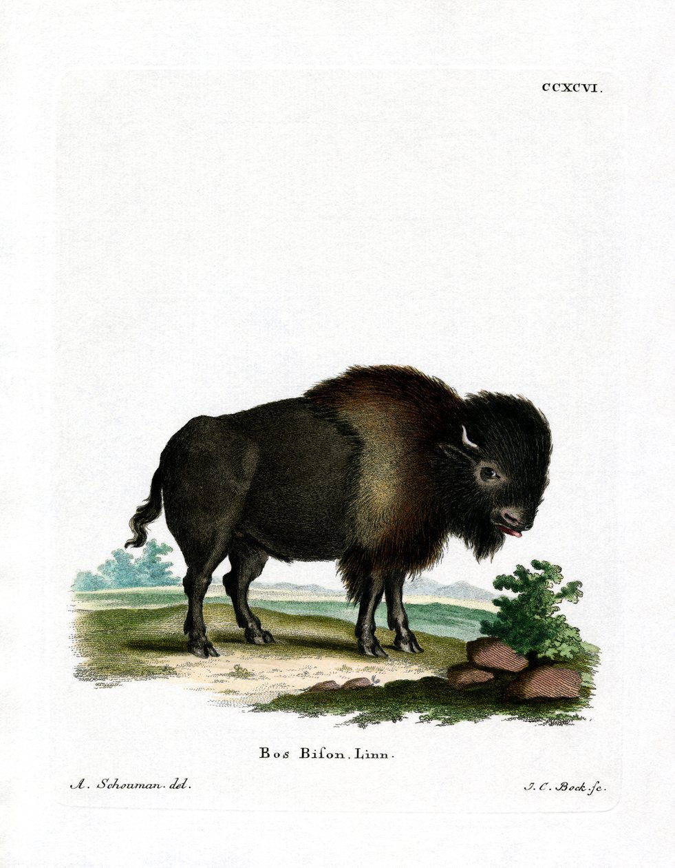 Amerikan Bizonu (renkli gravür) by German School
