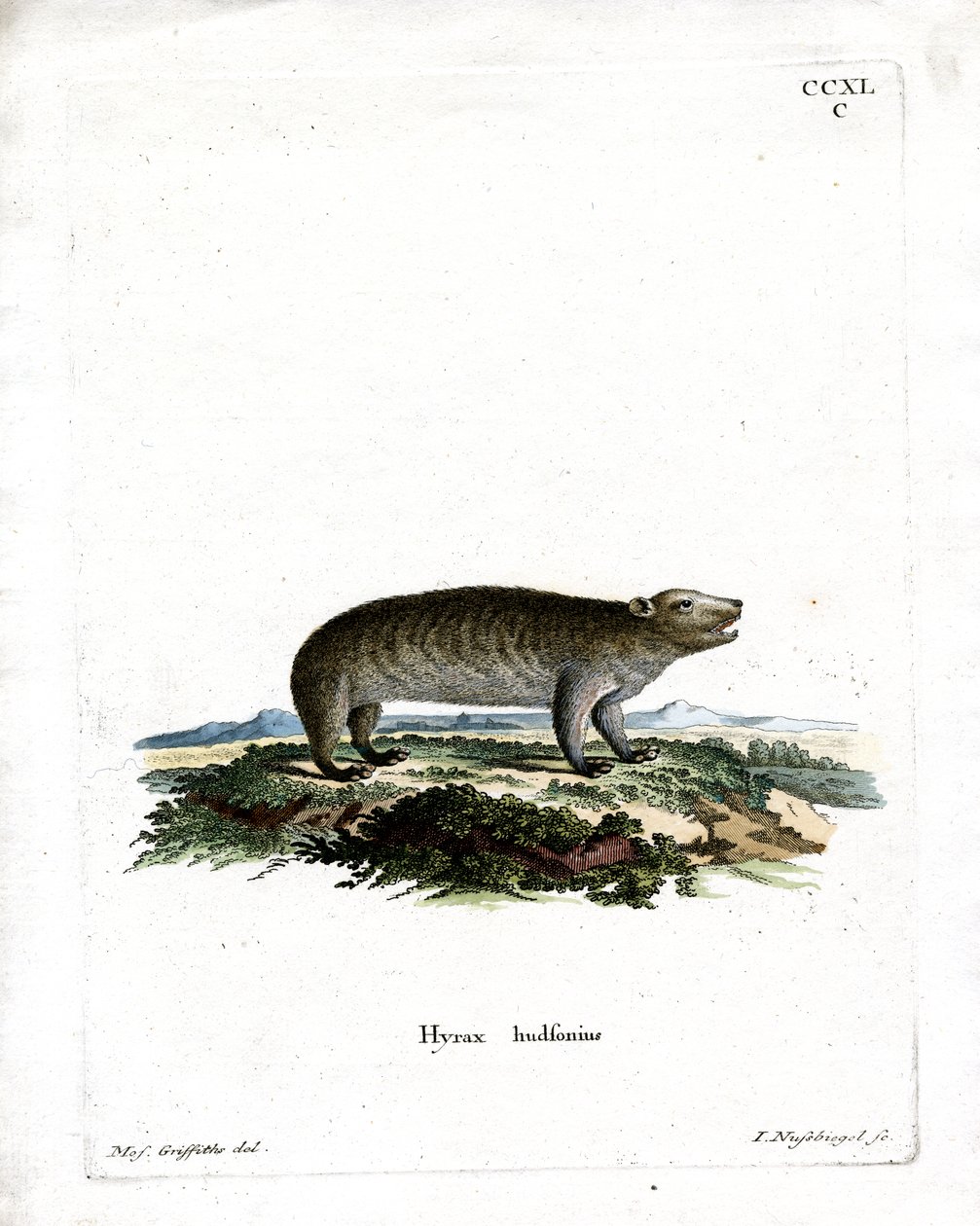 American Hyrax (renkli gravür) by German School