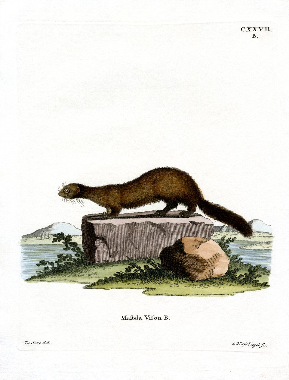 Amerikan Vizonu (renkli gravür) by German School