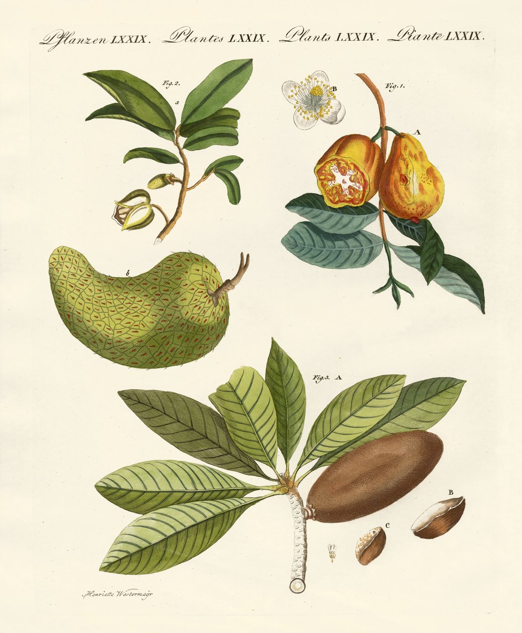 Amerikan meyveleri by German School