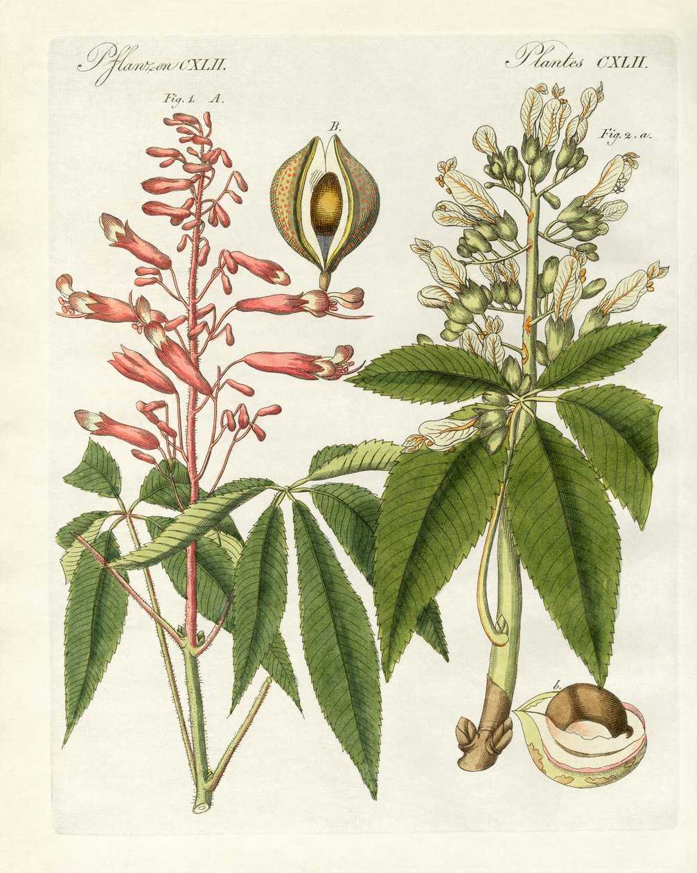 Amerikan buckeyes türleri (renkli gravür) by German School