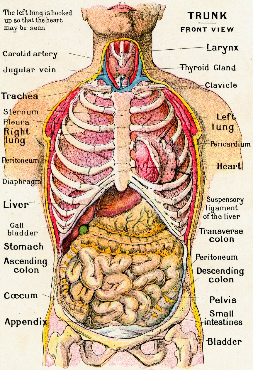 İnsan Gövdesinin Anatomik Görünümü by German School