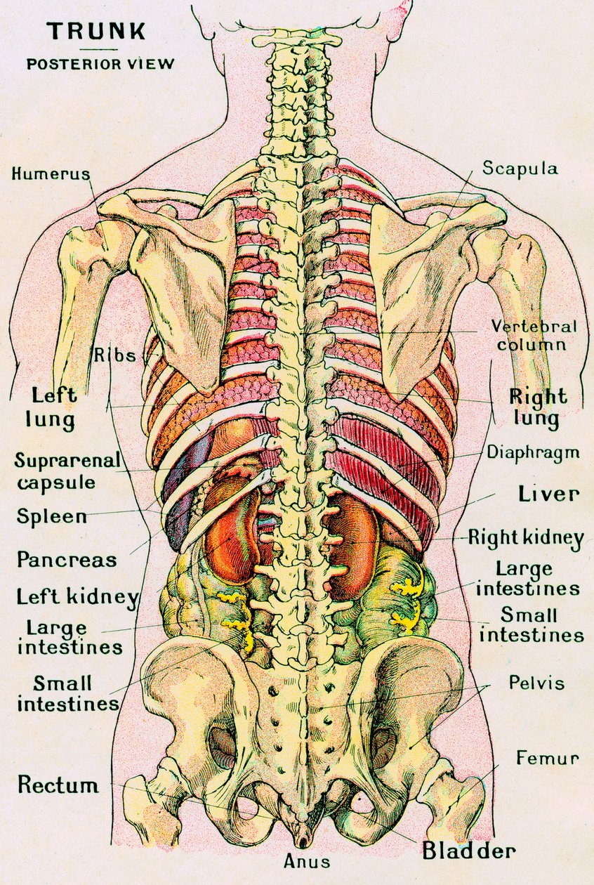 İnsan Gövdesinin Anatomik Görünümü by German School