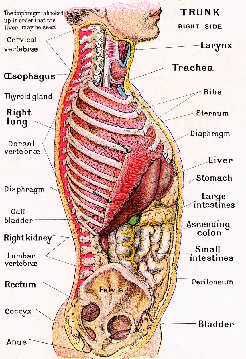 İnsan Gövdesinin Anatomik Görünümü by German School