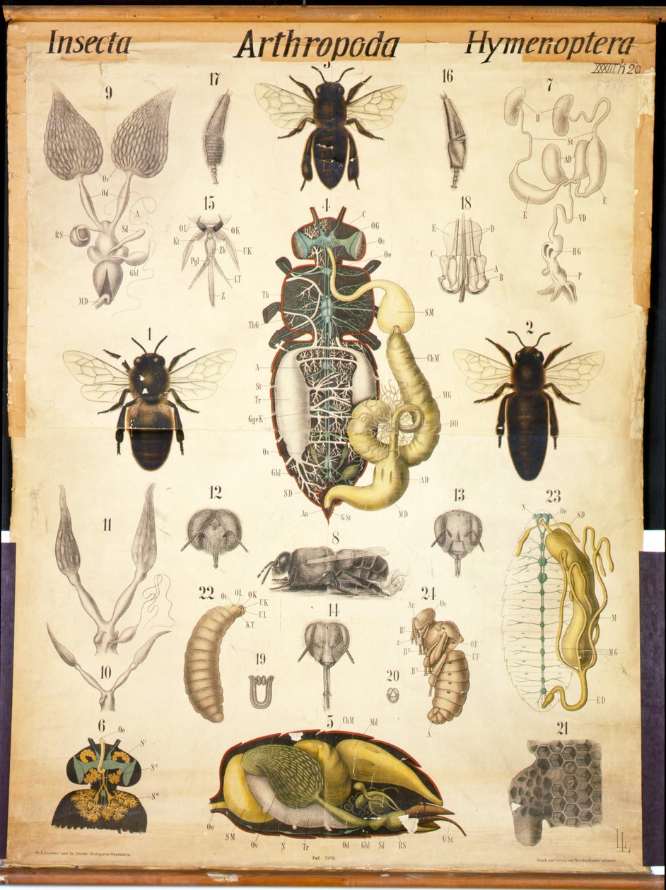 Apis Anatomisi, No.XXVII, Leuckarts Zoolojik Duvar Tablosu, 1877-98 by German School