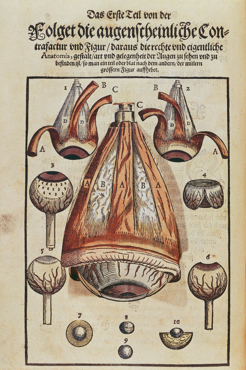 Gözün Anatomisi, Georg Bartisch (1535-1636) tarafından Dresden