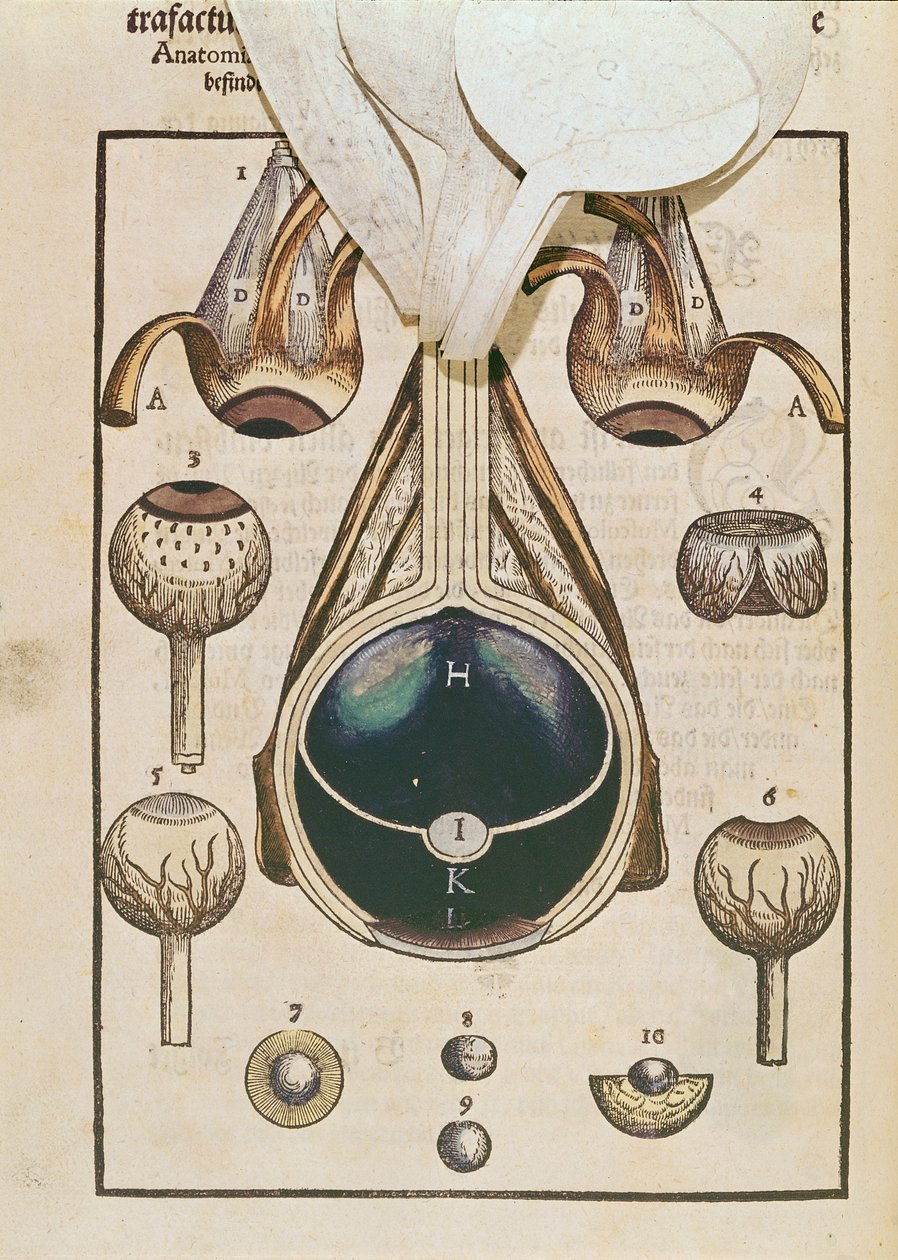 Gözün Anatomisi, Georg Bartisch (1535-1636) tarafından Dresden