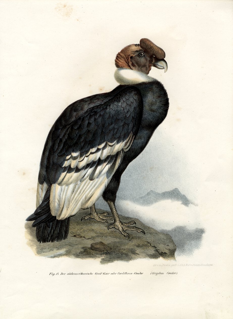 And Condor, 1864 by German School