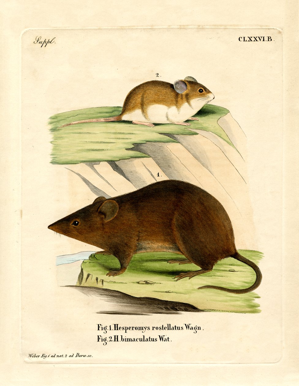 Andean Versper Fare (renkli gravür) by German School