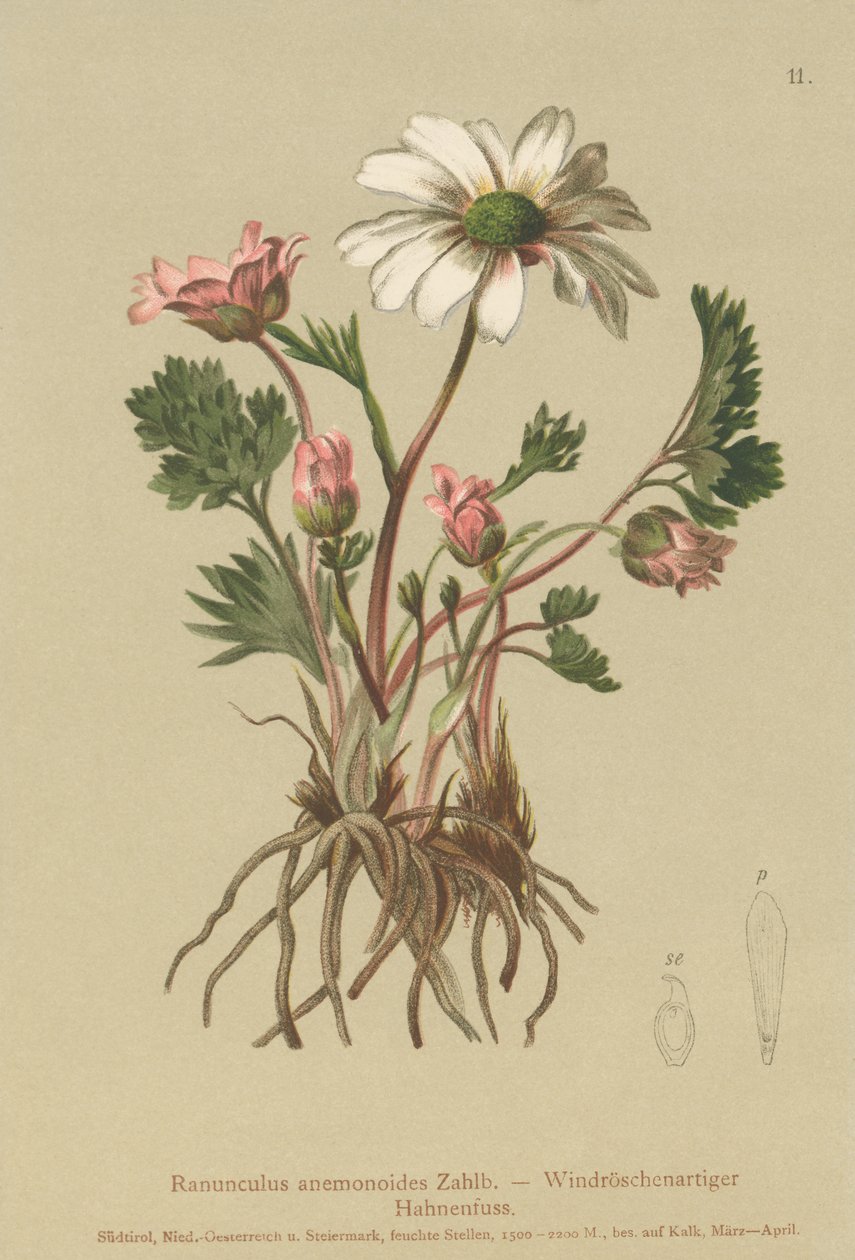 Anemon benzeri Crowfoot (Ranunculus anemonoides, Callianthemum anemonoides) by German School