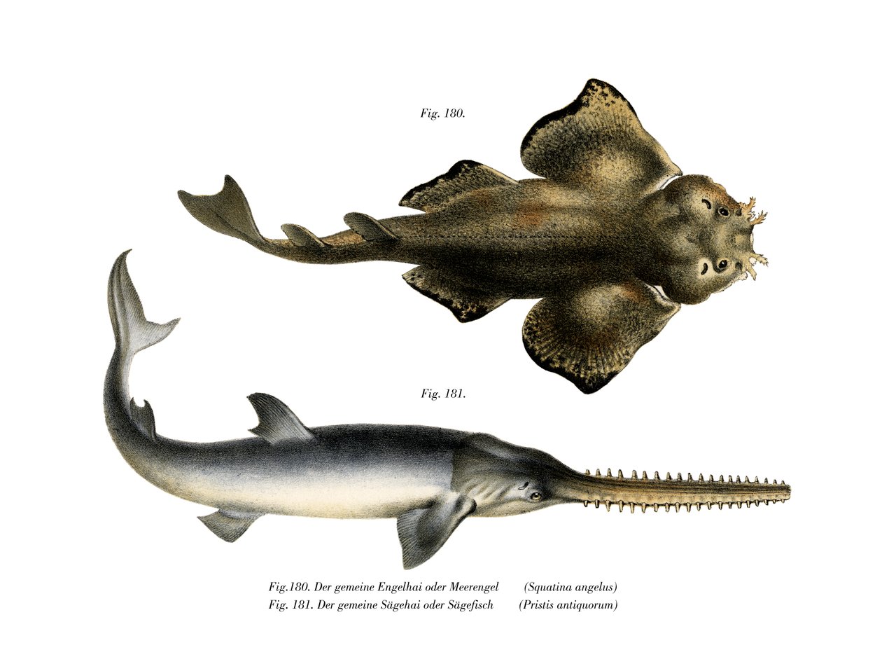 Angel Shark (renkli taş) by German School