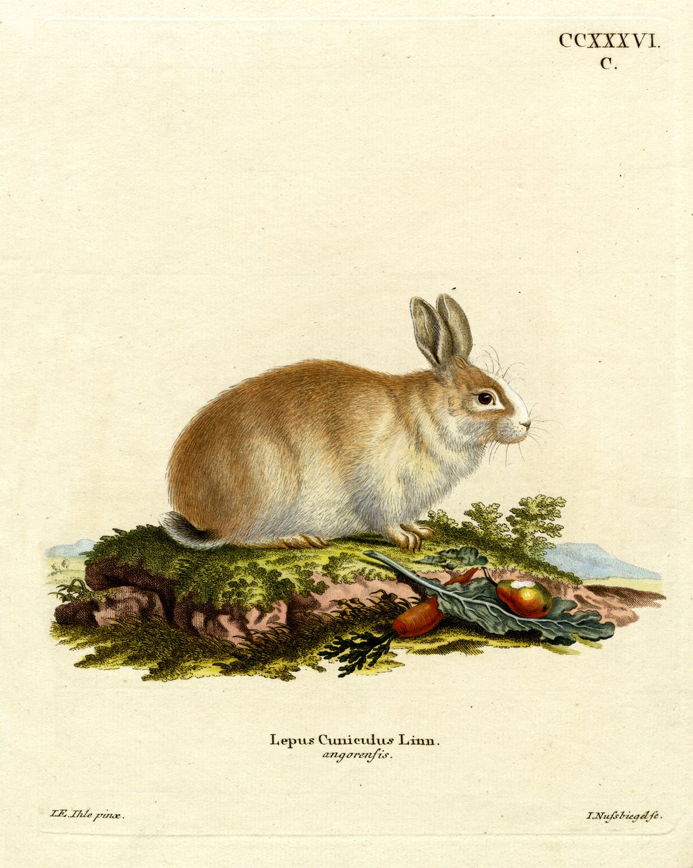 Angora Tavşanı (renkli gravür) by German School