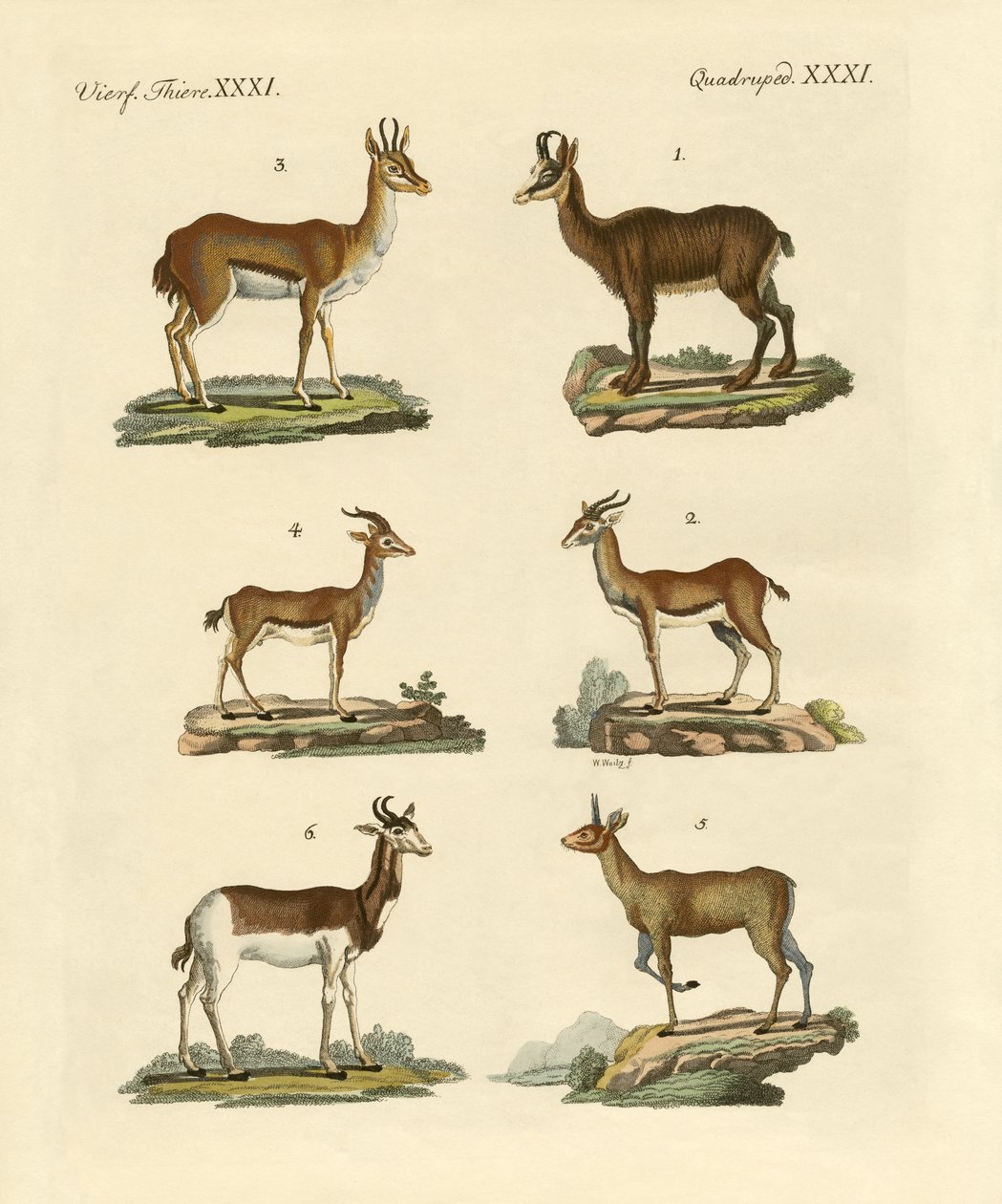 Antiloplar ve ceylanlar by German School