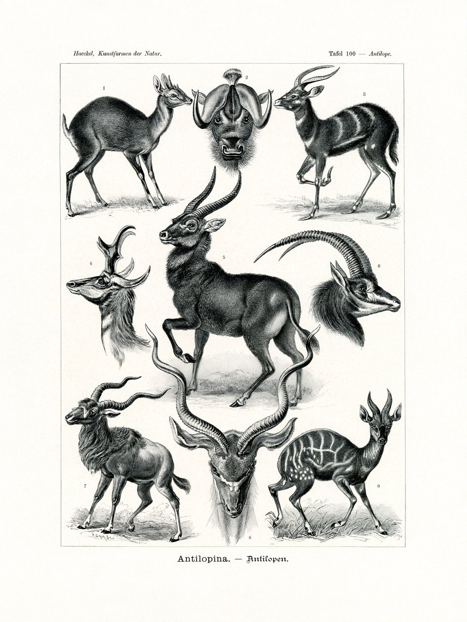 Antilopina, 1899-1904 by German School