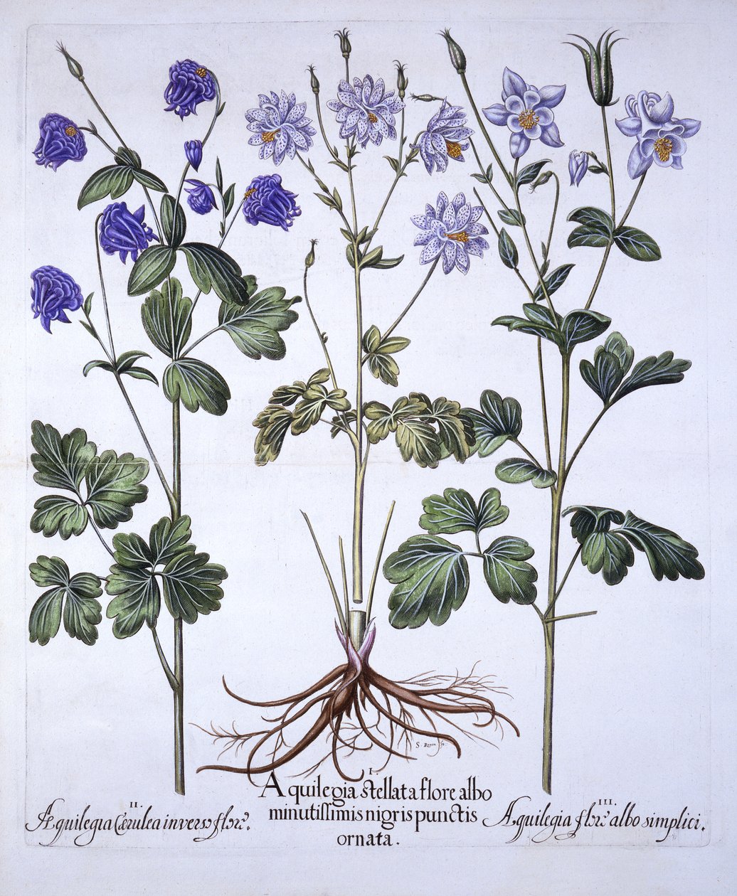 Aquilegia, from Hortus Eystettensis, Basil Besler (1561-1629), yayın. 1613 (el renkli gravür) by German School