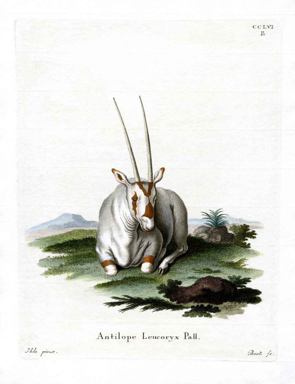 Arap Oryx (renkli gravür) by German School