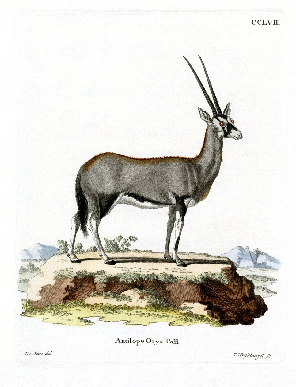 Arap Oryx (renkli gravür) by German School