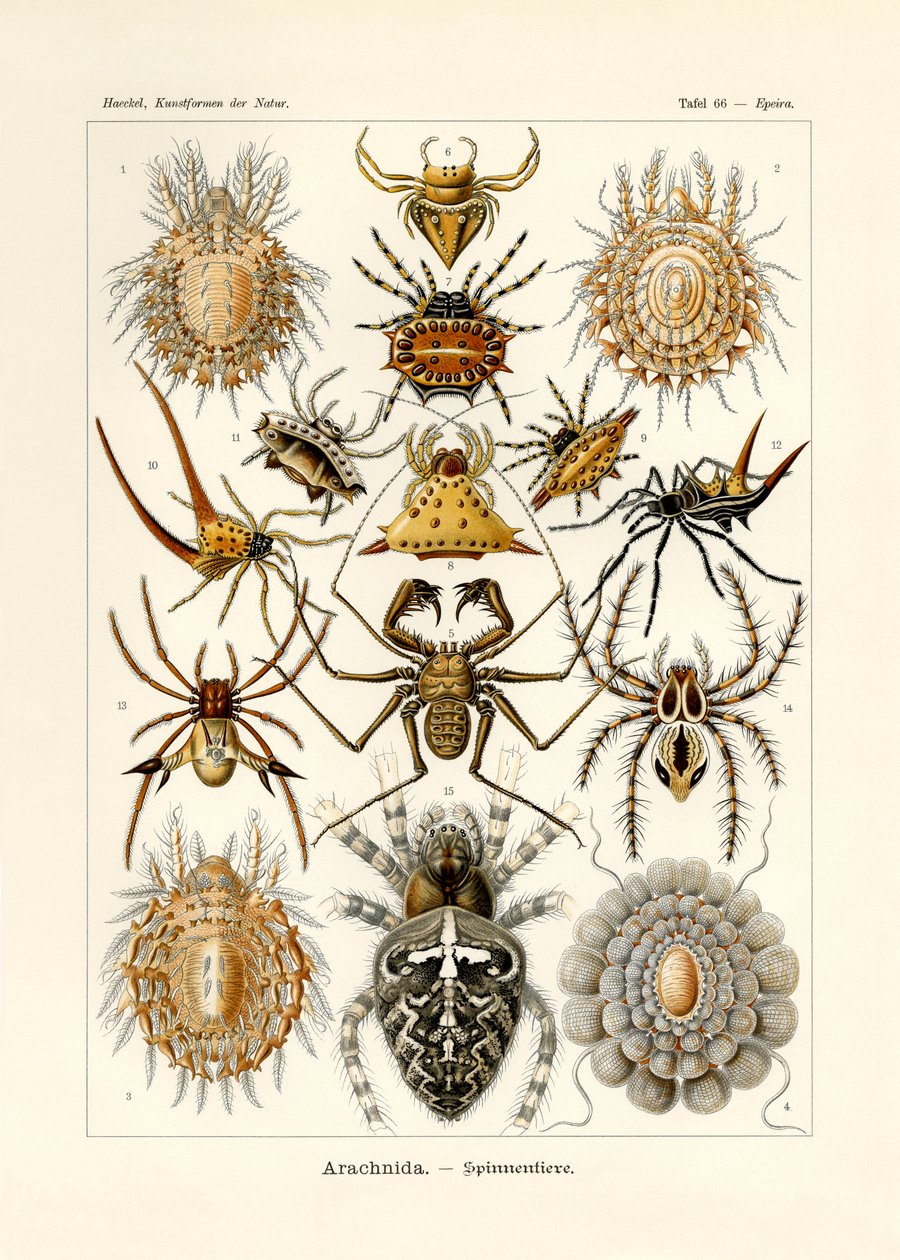Arachnida, 1899-1904 by German School
