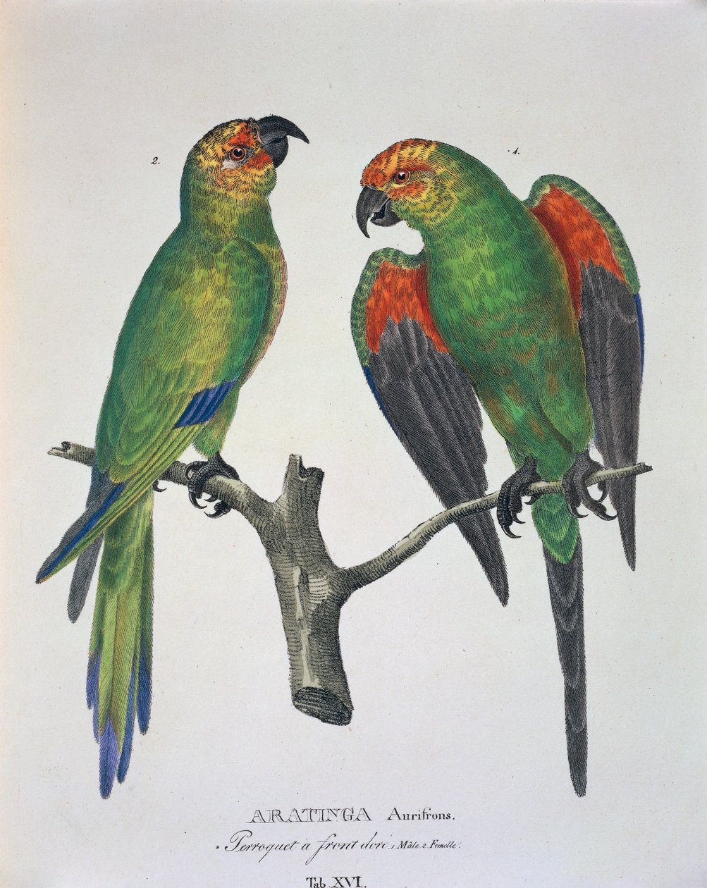 Aratinga Aurifrons (erkek ve dişi), Johann Baptist Von Spix ve Carl Friedrich Von Martius tarafından hazırlanan 