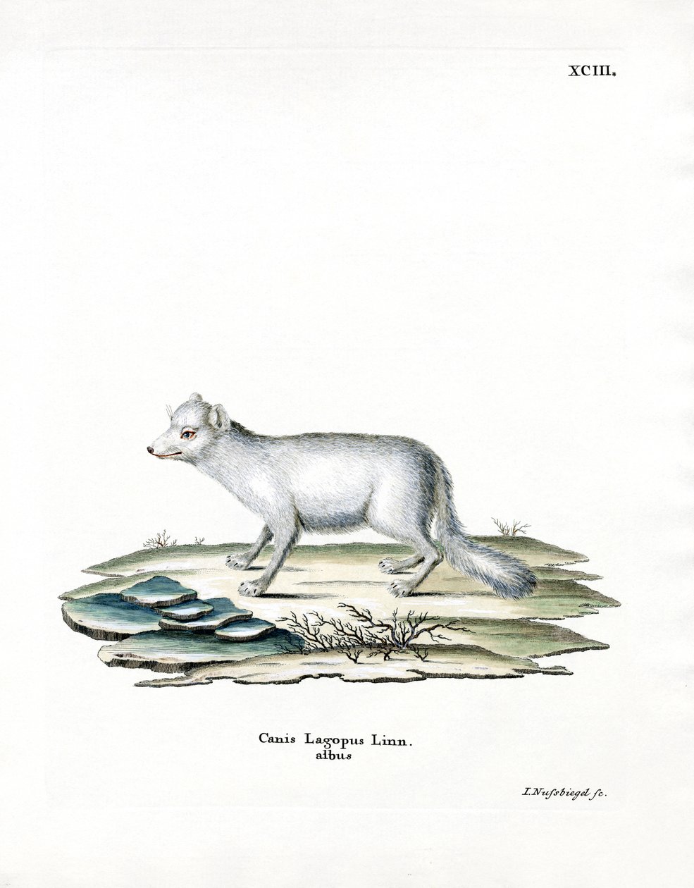 Arctic Fox (renkli gravür) by German School