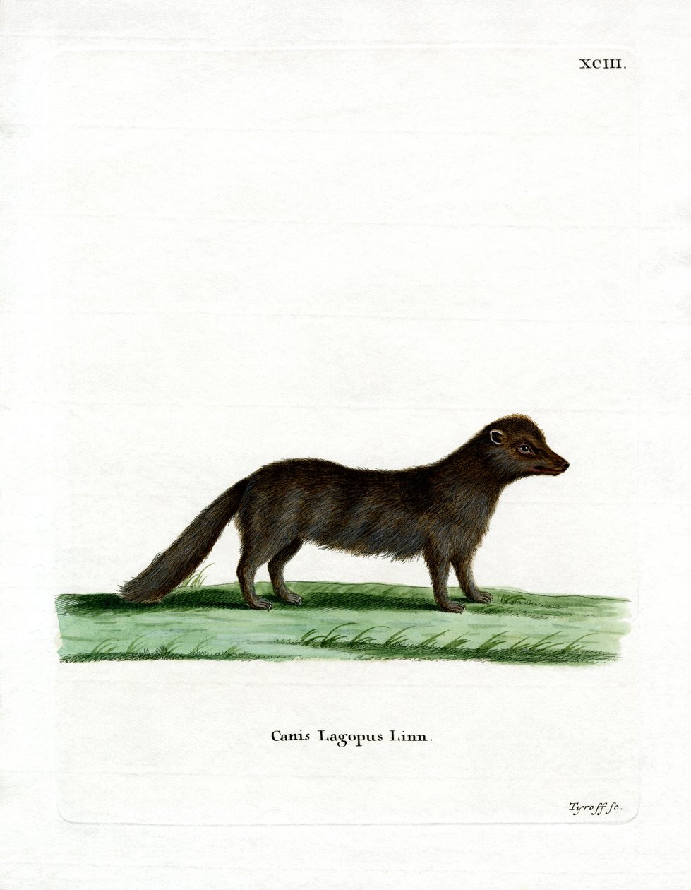 Arctic Fox (renkli gravür) by German School