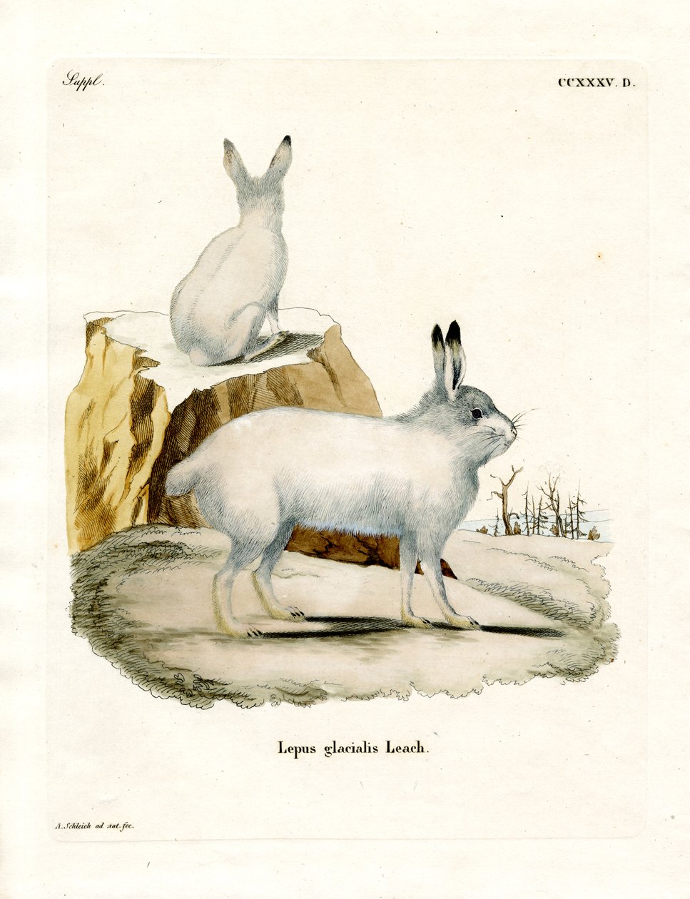 Arctic Hare (renkli gravür) by German School