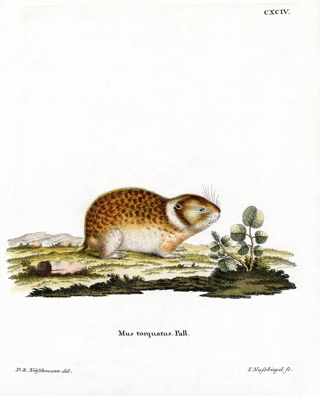 Arctic Lemming (renkli gravür) by German School
