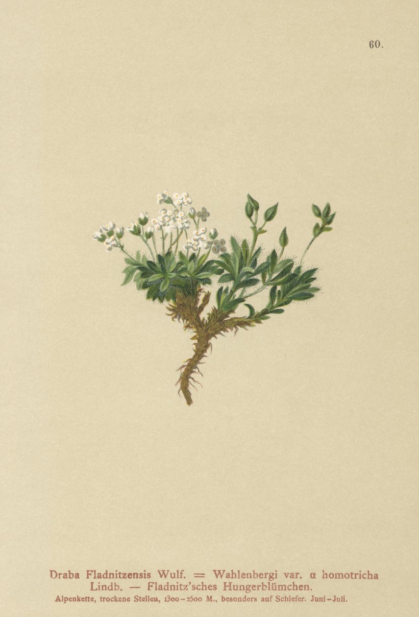 Arktik draba (Draba Fladnitzensis, Draba altaica, Draba Wahlenbergi) by German School