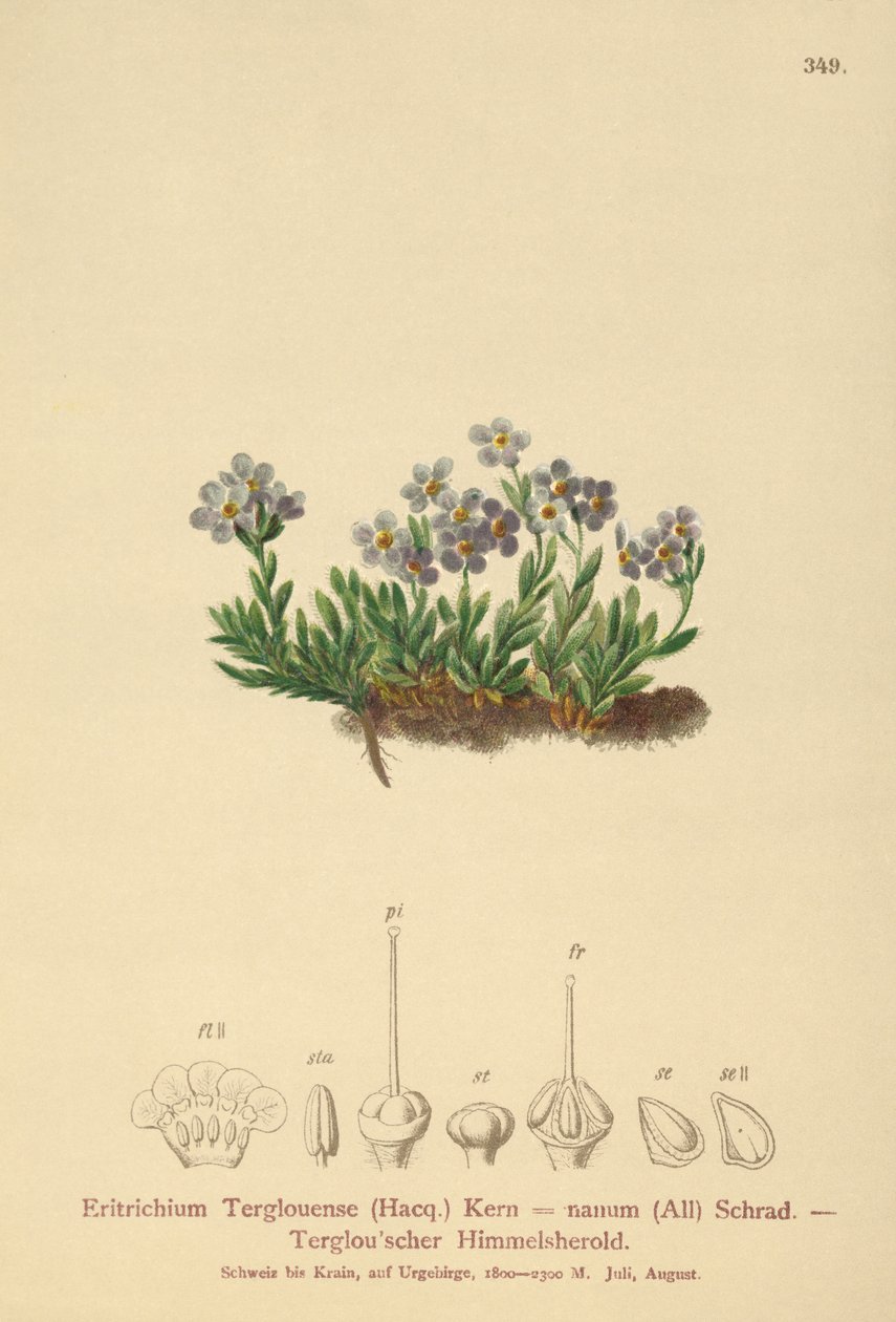 Arktik unutma beni (Eritrichium nanum, Eritrichium Terglouense) by German School