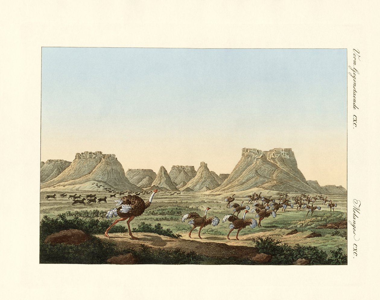 Güney Afrika