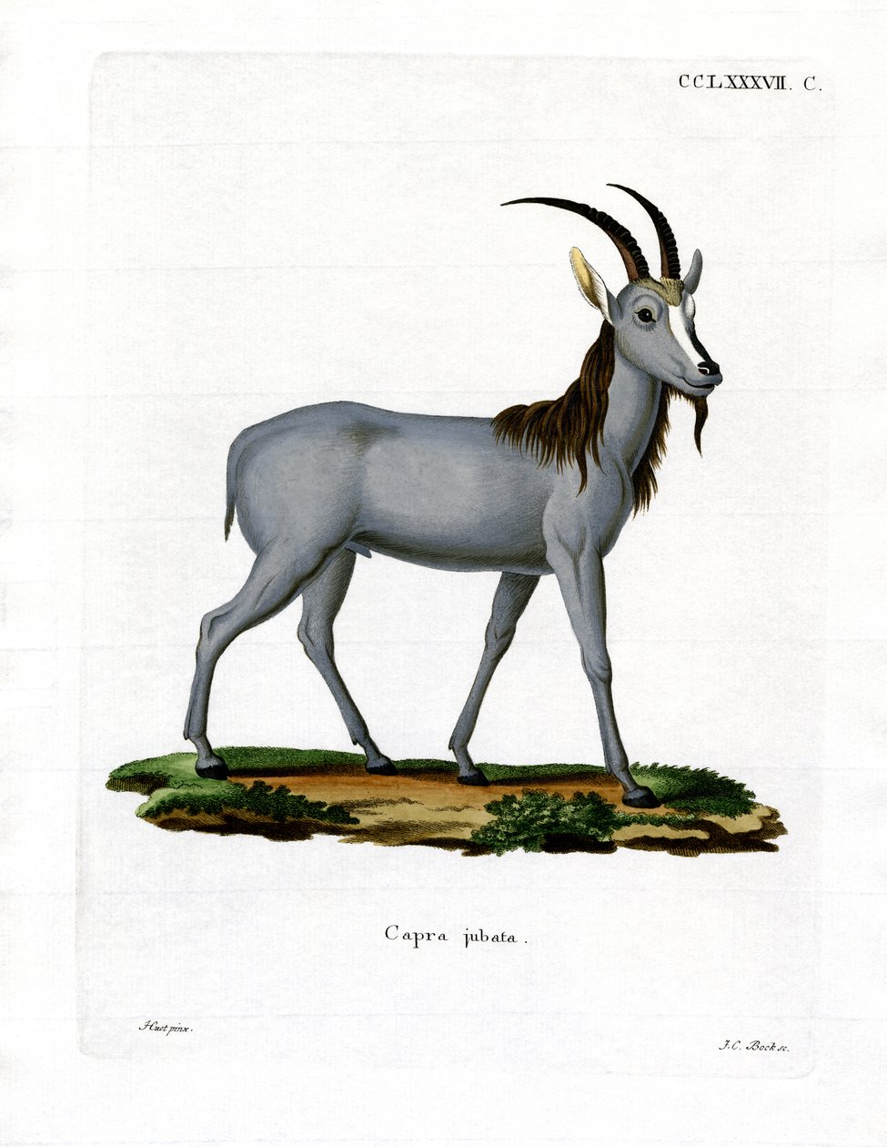 Argali (renkli gravür) by German School