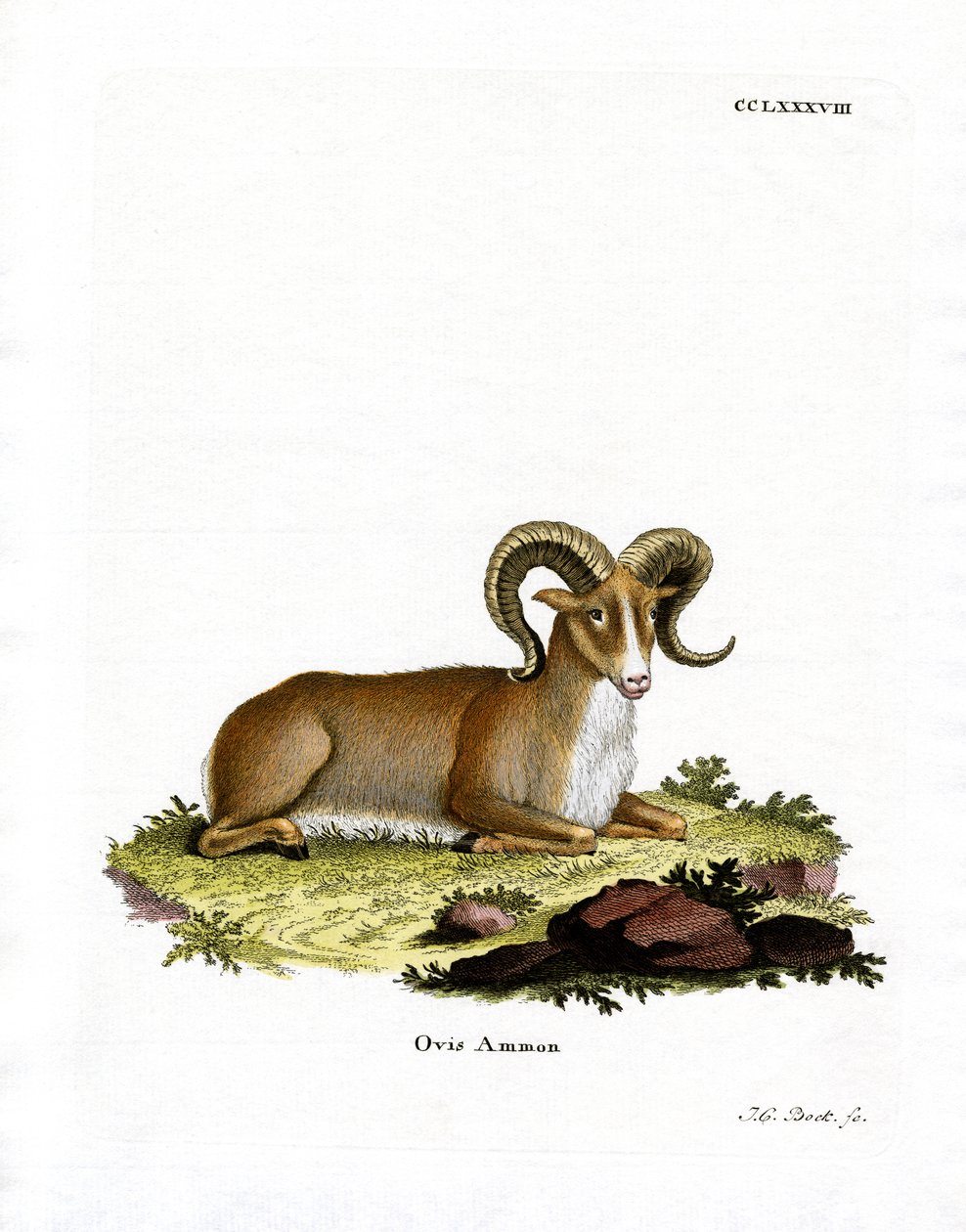 Argali (renkli gravür) by German School