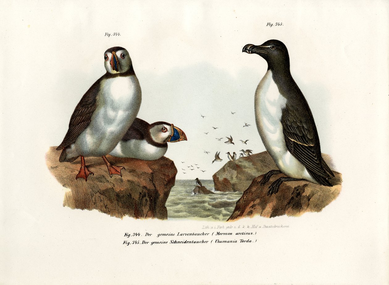Arktik Martı, 1864 by German School