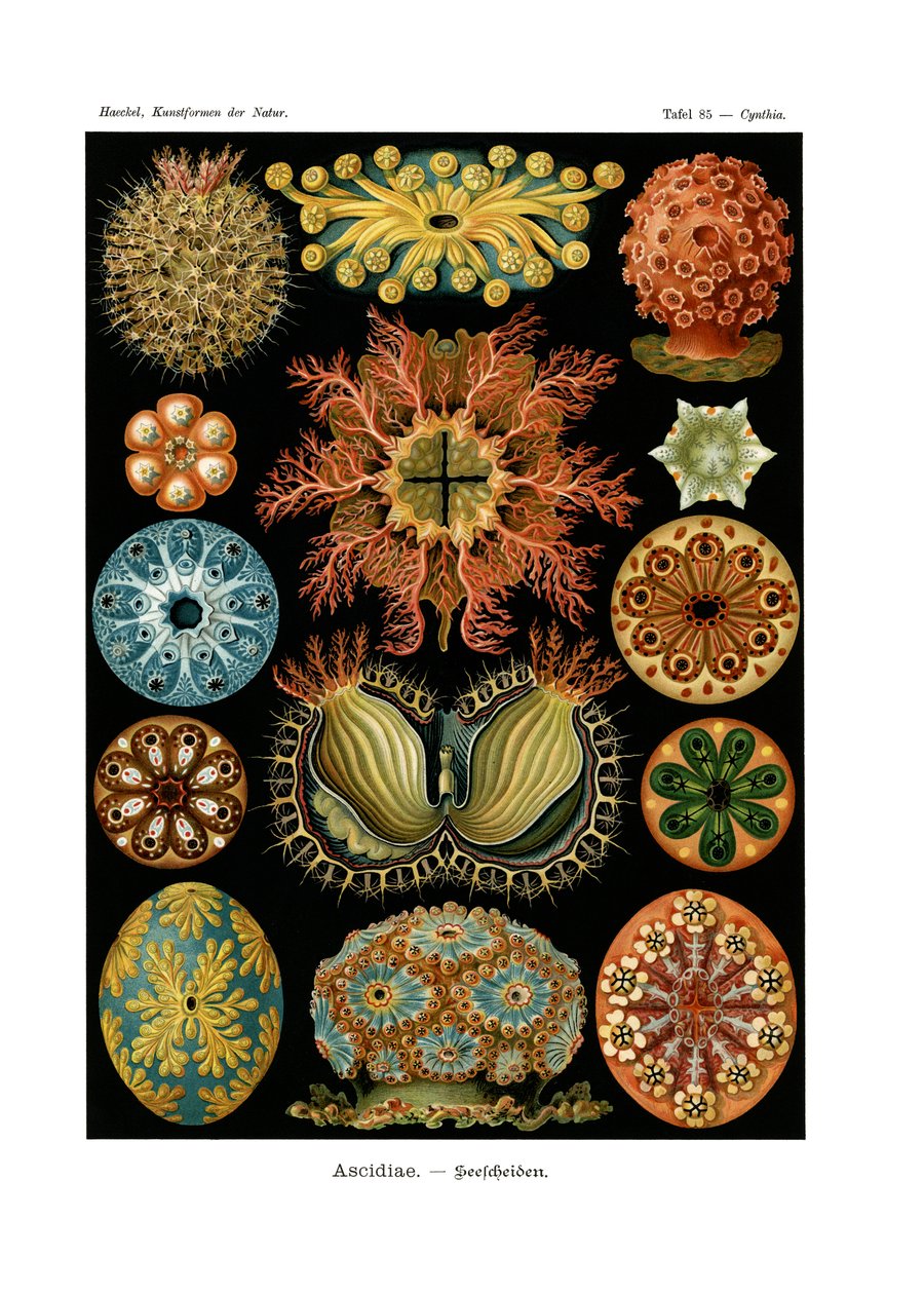 Ascidiae, 1899-1904 by German School