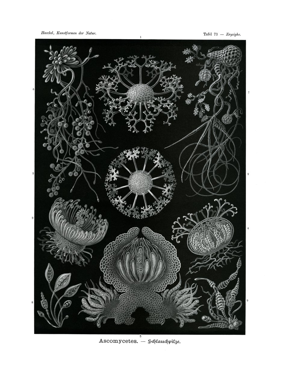 Ascomycetes, 1899-1904 by German School