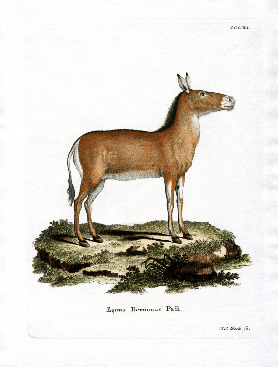 Asyalı Vahşi Eşek (renkli gravür) by German School