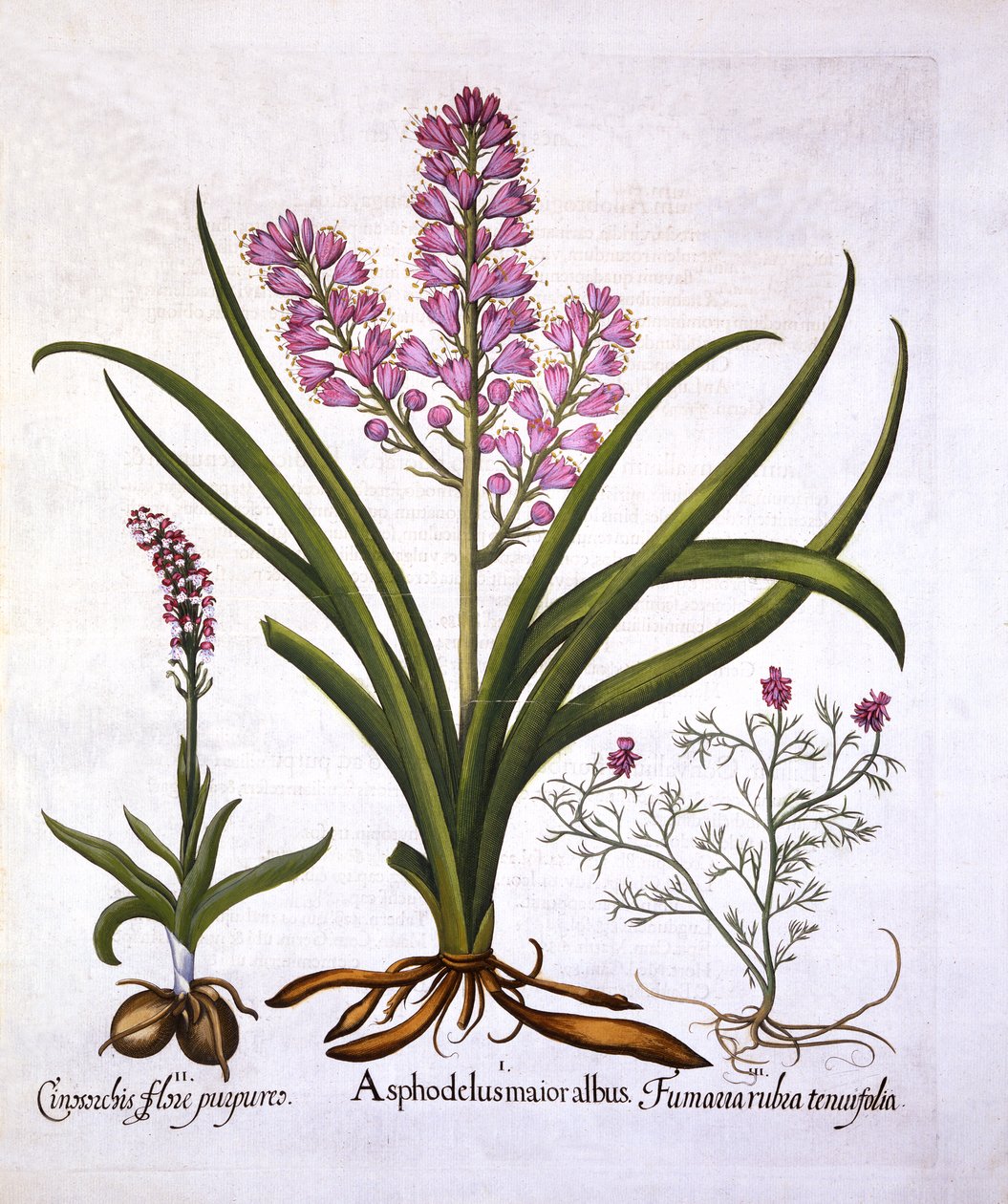 Hortus Eystettensis